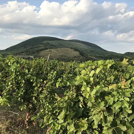 Erdei Kishaz Noszvaj